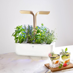 Véritable CONNECT - fehér/pezsgő + 4 gyógynövény utántöltés