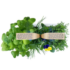 Véritable CONNECT - fehér/pezsgő + 4 gyógynövény utántöltés