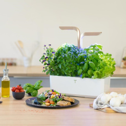 Véritable CONNECT - fehér/pezsgő + 4 gyógynövény utántöltés