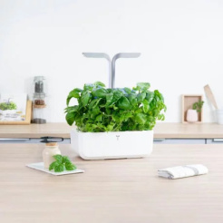 Véritable Lingot Mammut bazsalikom