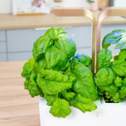 Véritable Lingot Mammut bazsalikom