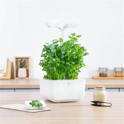 Véritable Lingot koriander