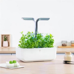 Véritable Lingot marokkói menta - BIO