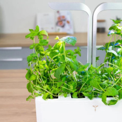 Véritable Lingot marokkói menta - BIO