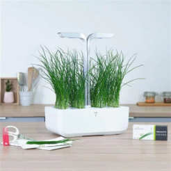 Véritable Lingot metélőhagyma - Bio