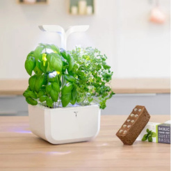 Véritable Lingot édes bazsalikom - Bio