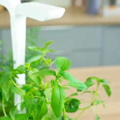 Véritable Lingot Thai bazsalikom - BIO