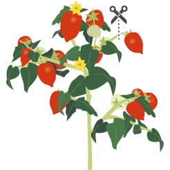 Véritable Lingot Piros mini paradicsom