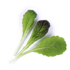 Véritable Lingot Vörös levélmustár - BIO