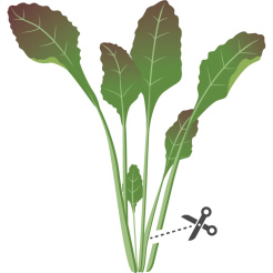 Véritable Lingot Vörös levélmustár - BIO