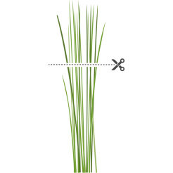 Véritable Lingot kínai metélőhagyma - BIO