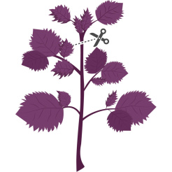 Véritable Lingot Bíbor shiso - BIO