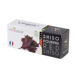 Véritable Lingot Bíbor shiso - BIO