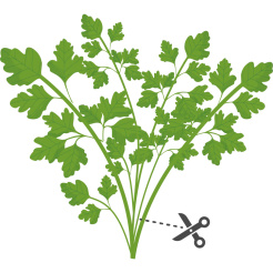 Véritable Lingot japán petrezselyem Mitsuba