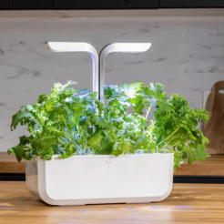 Véritable Lingot Wasabi mustár - BIO