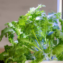 Véritable Lingot Wasabi mustár - BIO