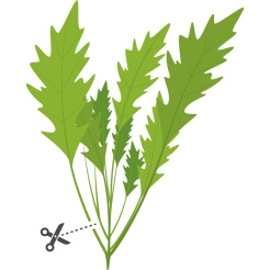 Véritable Lingot Wasabi mustár - BIO