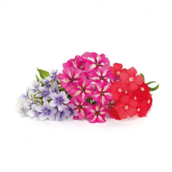 Véritable Lingot Flox