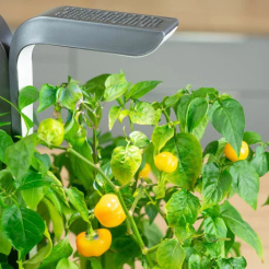 Véritable Lingot Sárga mini paprika - BIO