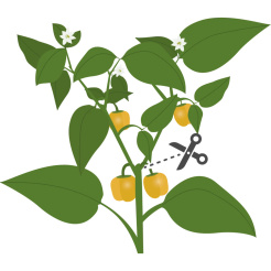 Véritable Lingot Sárga mini paprika - BIO