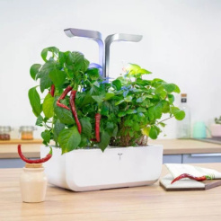 Véritable Lingot Cayenne csípős chili