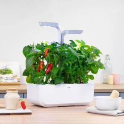 Véritable Lingot Jalapeño csípős chili