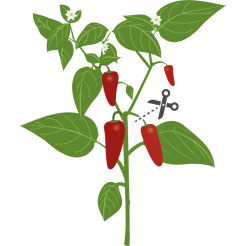 Véritable Lingot Jalapeño csípős chili