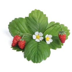 Véritable Lingot vadon termő vörös eper