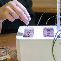 Véritable Lingot - mag nélkül