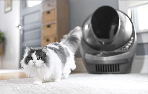 Gyors megoldás több macska számára a háztartásban