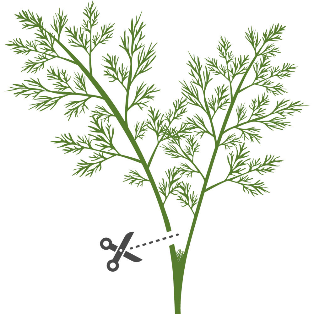 Tippek a sikeres termesztéshez