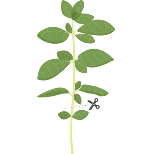 Tippek a sikeres termesztéshez