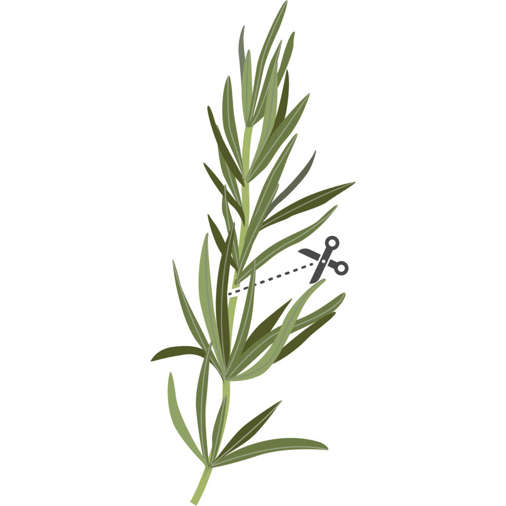 Tippek a sikeres termesztéshez