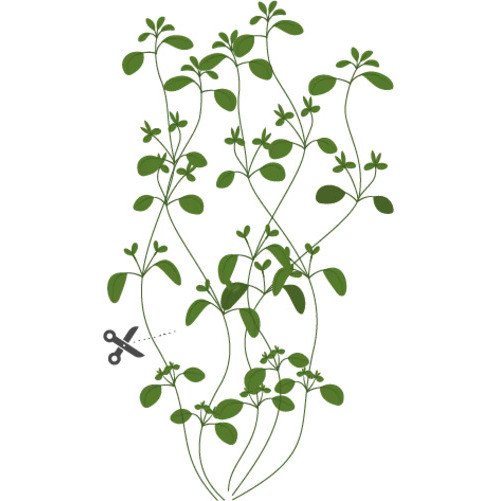 Tippek a sikeres termesztéshez