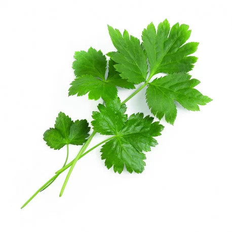 Véritable Lingot japán petrezselyem Mitsuba