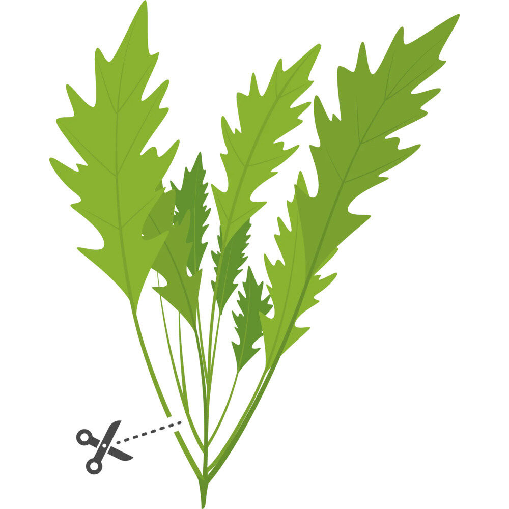 Tippek a sikeres termesztéshez