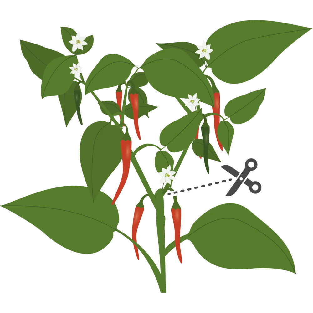 Tippek a sikeres termesztéshez